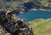 79 Ben sicuri a precipizio sulle rocce con vista sui Laghi Gemelli